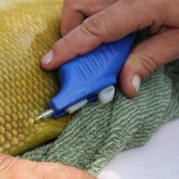 "Chipagem" de peixes inaugura nova fase na piscicultura paraense