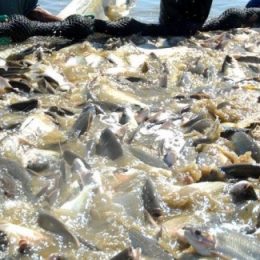 Meta do Brasil é produzir 3 milhões de toneladas anuais de pescado até 2020