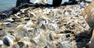 Meta do Brasil é produzir 3 milhões de toneladas anuais de pescado até 2020