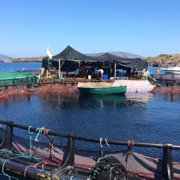 Aquicultura brasileira é destaque em evento da FAO na Turquia