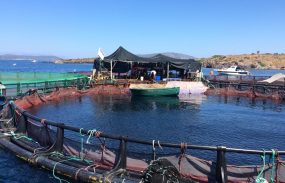 Aquicultura brasileira é destaque em evento da FAO na Turquia