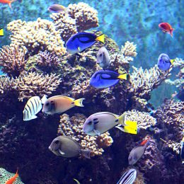 Trânsito de organismos aquáticos ornamentais será desburocratizado