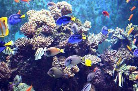 Trânsito de organismos aquáticos ornamentais será desburocratizado