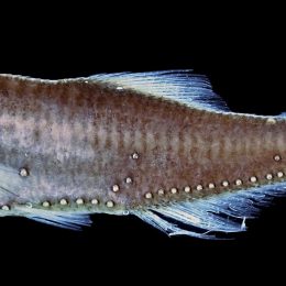 O vertebrado mais numeroso do mundo? É um peixe que brilha no escuro