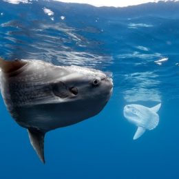 Estudo diz que peixes terão que migrar se temperatura global subir