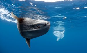 Estudo diz que peixes terão que migrar se temperatura global subir