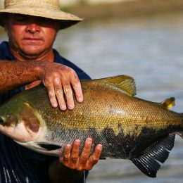 Espécies Cultivadas