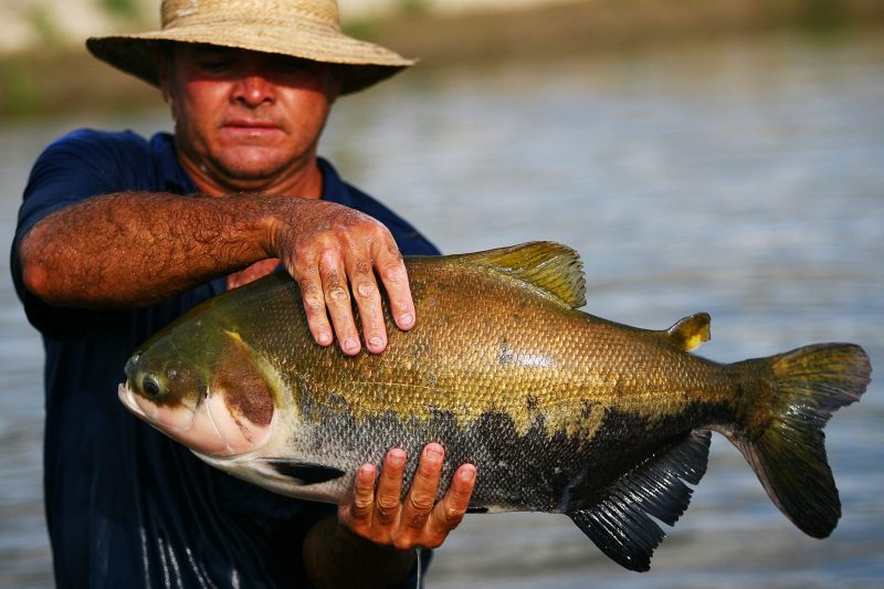 Espécies Cultivadas