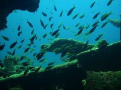 Estudo identifica genes de peixes que se adaptam à mudança climática