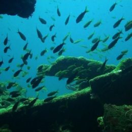 Estudo identifica genes de peixes que se adaptam à mudança climática