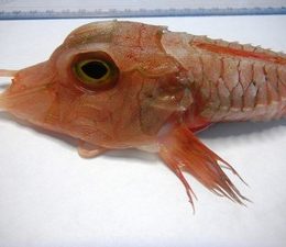 Peixe de águas profundas é capturado em Ubatuba, SP