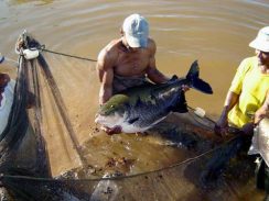 Piscicultura sofre com poucos frigoríficos e altos impostos