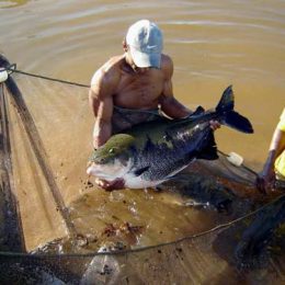 Piscicultura sofre com poucos frigoríficos e altos impostos
