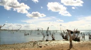 Seca do São Francisco dificulta navegação e faz peixes sumir