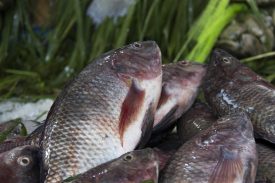 Vereador solicita abatedouro móvel para peixes