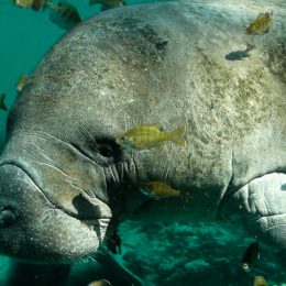 Usinas nucleares viciam peixes-boi da Flórida