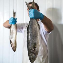 Safra de tainha termina com 1,3 mil toneladas de peixes e pescadores artesanais já miram anchova