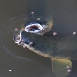 Projeto Campo Futuro da Aquicultura realiza ações em três estados