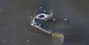 Projeto Campo Futuro da Aquicultura realiza ações em três estados