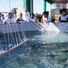 Campo Futuro levanta custos na criação em tanque de camarão e tilápia na região nordeste