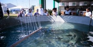 Campo Futuro levanta custos na criação em tanque de camarão e tilápia na região nordeste