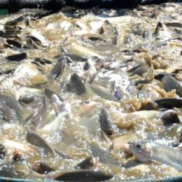 Elevado custo da ração é um dos grandes entraves enfrentados pelos produtores do setor de Aquicultura