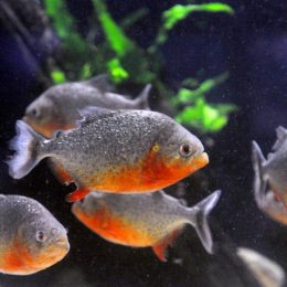 Transporte de peixes ornamentais será menos burocrático