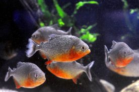Transporte de peixes ornamentais será menos burocrático