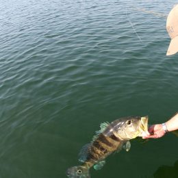 Pesca esportiva ganhará regras modernas em Serra da Mesa