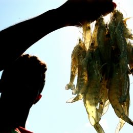 Apenas 10% dos pescadores do PA e MA foram recadastrados