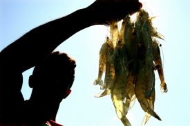 Apenas 10% dos pescadores do PA e MA foram recadastrados