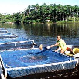 Workshop debate criação de rede de monitoramento ambiental