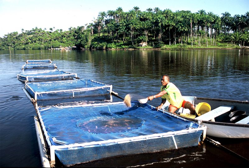 Workshop debate criação de rede de monitoramento ambiental