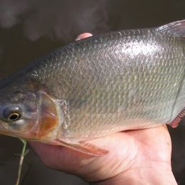 Como criar Piracanjuba