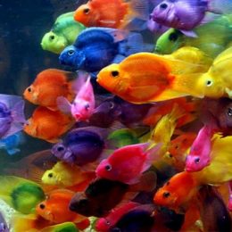 Ibama implanta nova guia de transporte de peixes ornamentais