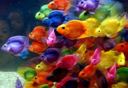 Ibama implanta nova guia de transporte de peixes ornamentais