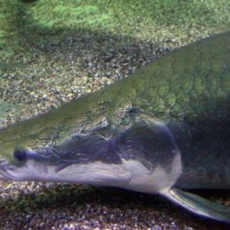 Carcaça de peixe é usada para enriquecer alimentos com baixo teor de proteína