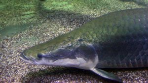 Carcaça de peixe é usada para enriquecer alimentos com baixo teor de proteína