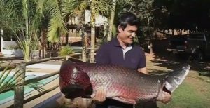Típico da Amazônia, peixe 'gigante' é fisgado no rio Grande, em Indiaporã 