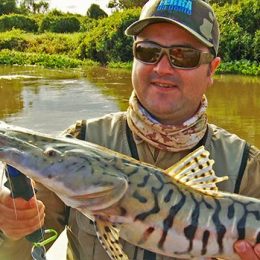 Chuva traz peixe grande no Pantanal e onça surpreende no caminho