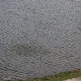 Região ignora potencial de negócios da piscicultura