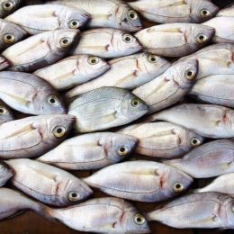 Peixe conhecido como "fóssil vivo" apresenta pulmão, diz estudo