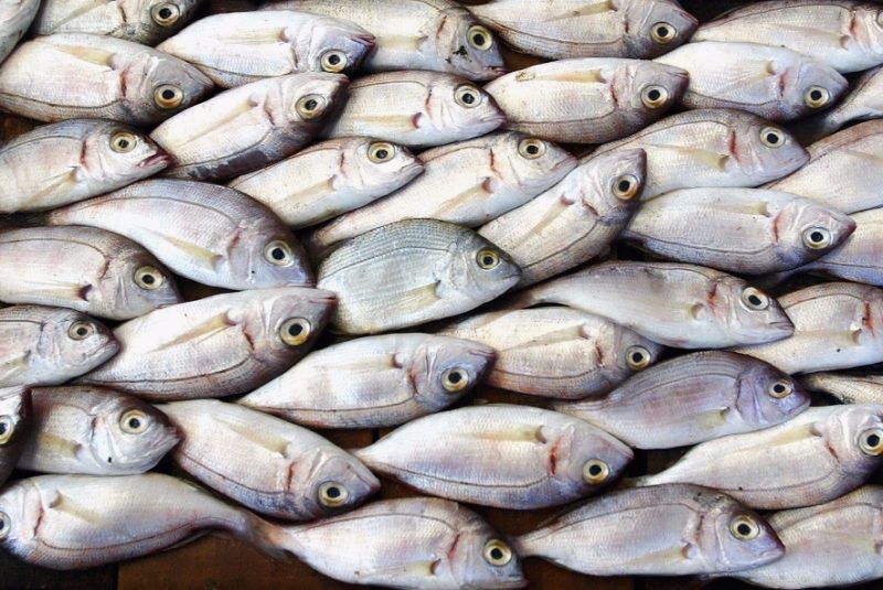 Peixe conhecido como "fóssil vivo" apresenta pulmão, diz estudo