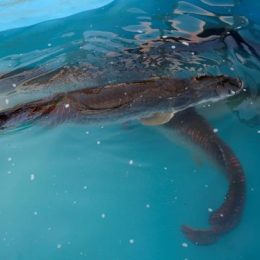 Pacto pela Produção e Emprego cria mecanismos de incentivo para aquicultura paraense