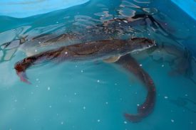 Pacto pela Produção e Emprego cria mecanismos de incentivo para aquicultura paraense