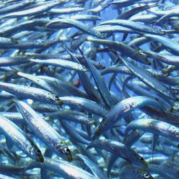 WWF Alerta para colapso na quantidades de peixes nos oceanos