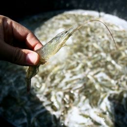 Justiça derruba liminar que dificultava a carcinicultura na Bahia