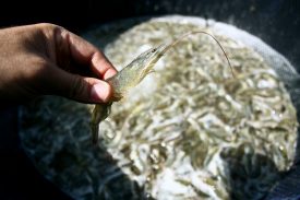 Justiça derruba liminar que dificultava a carcinicultura na Bahia