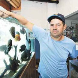 Crise econômica não afeta comércio de peixes ornamentais em Minas
