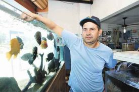 Crise econômica não afeta comércio de peixes ornamentais em Minas